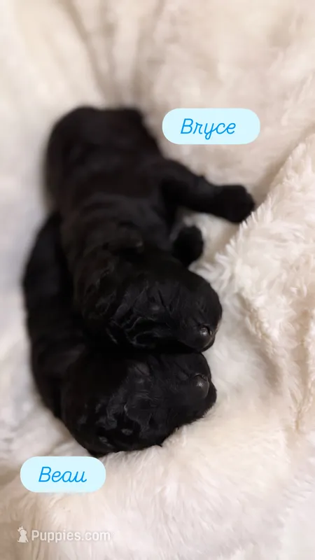 Bryce – Goldendoodle puppy for sale in Ball, LA