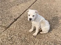 processed/9e810970-301e-470e-a808-8bc8bc942009/listing/ca8651ef-c2d4-41c8-9a12-bde7178bfcbb/02a5207d-a597-4cd7-a454-39f8182857da