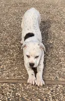 processed/9e810970-301e-470e-a808-8bc8bc942009/listing/ca8651ef-c2d4-41c8-9a12-bde7178bfcbb/29dc661c-3f66-415c-a6fb-4e70e50df38a