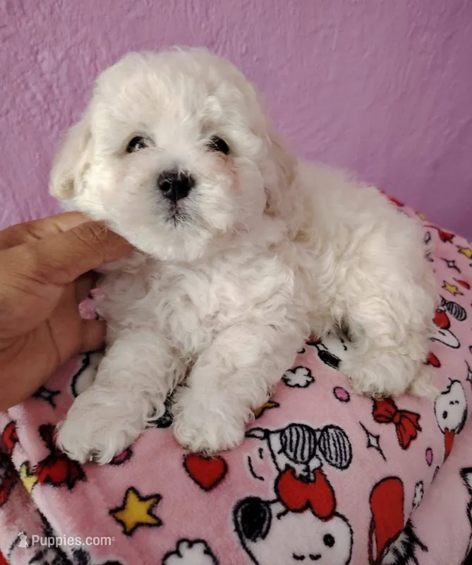 Angel 😇  – Poodle - Toy  puppy for sale in Valencia, CA