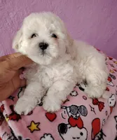 Angel 😇 , a male Poodle - Toy  for sale in Valencia, CA – 1 of 1