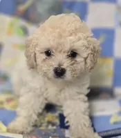 King, a male Poodle - Miniature  for sale in Valencia, CA – 1 of 1
