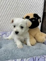 Malshi, a female Maltese and Shih Tzu for sale in Tacoma, WA – Photo 2 of 2