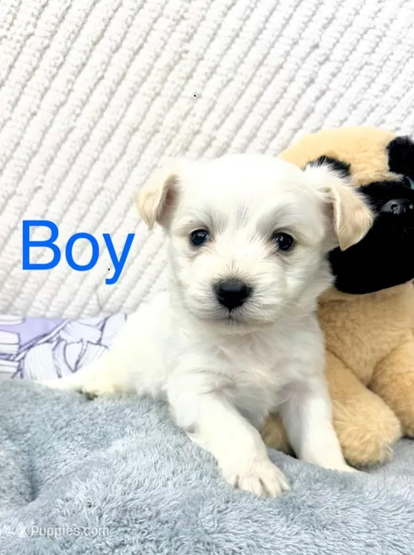 Malshi – Maltese, Shih Tzu puppy for sale in Tacoma, WA