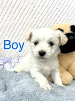Malshi, a female Maltese and Shih Tzu for sale in Tacoma, WA – Photo 1 of 2