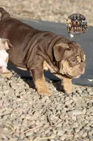 Peach, a female English Bulldog for sale in Colorado Springs, CO – Photo 8 of 10