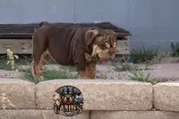 Peach, a female English Bulldog for sale in Colorado Springs, CO – Photo 3 of 10