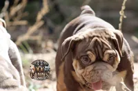 Peach, a female English Bulldog for sale in Colorado Springs, CO – Photo 5 of 10