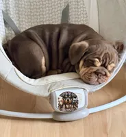 Peach, a female English Bulldog for sale in Colorado Springs, CO – Photo 10 of 10