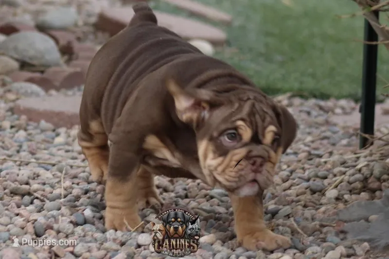 Peach – English Bulldog puppy for sale in Colorado Springs, CO