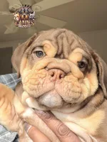 Peach, a female English Bulldog for sale in Colorado Springs, CO – Photo 9 of 10