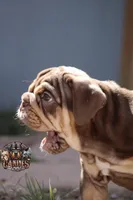 Peach, a female English Bulldog for sale in Colorado Springs, CO – Photo 4 of 10