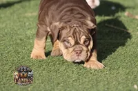 Peach, a female English Bulldog for sale in Colorado Springs, CO – Photo 2 of 10