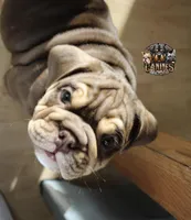 Peach, a female English Bulldog for sale in Colorado Springs, CO – Photo 6 of 10