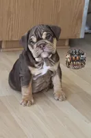 Peach, a female English Bulldog for sale in Colorado Springs, CO – Photo 7 of 10