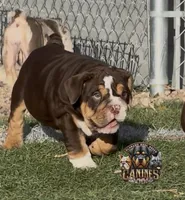 Squirt, a male English Bulldog for sale in Colorado Springs, CO – Photo 4 of 9