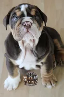 Squirt, a male English Bulldog for sale in Colorado Springs, CO – Photo 9 of 9