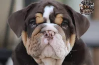 Squirt, a male English Bulldog for sale in Colorado Springs, CO – Photo 7 of 9