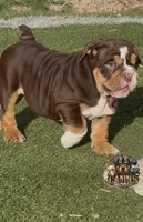 Squirt, a male English Bulldog for sale in Colorado Springs, CO – Photo 5 of 9
