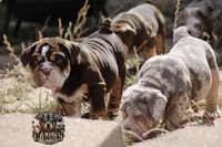 Squirt, a male English Bulldog for sale in Colorado Springs, CO – Photo 3 of 9