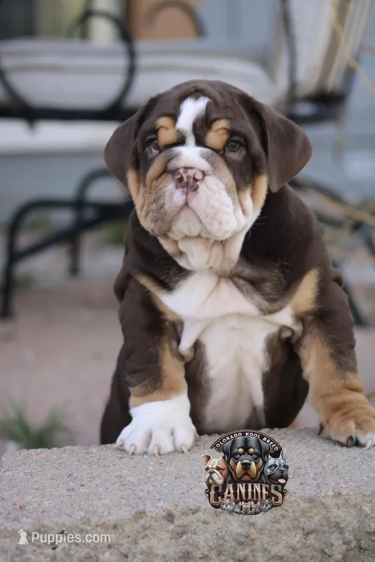 Squirt – English Bulldog puppy for sale in Colorado Springs, CO