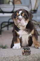 Squirt, a male English Bulldog for sale in Colorado Springs, CO – Photo 1 of 9