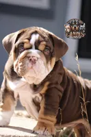 Squirt, a male English Bulldog for sale in Colorado Springs, CO – Photo 2 of 9