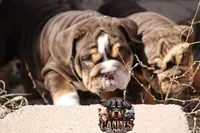Squirt, a male English Bulldog for sale in Colorado Springs, CO – Photo 6 of 9