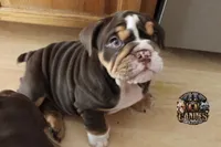 Squirt, a male English Bulldog for sale in Colorado Springs, CO – Photo 8 of 9