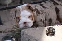 Pearl, a female English Bulldog for sale in Colorado Springs, CO – Photo 9 of 10