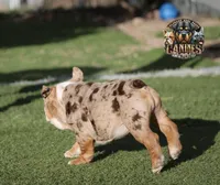 Pearl, a female English Bulldog for sale in Colorado Springs, CO – Photo 5 of 10