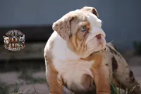 Pearl, a female English Bulldog for sale in Colorado Springs, CO – Photo 8 of 10