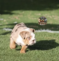 Pearl, a female English Bulldog for sale in Colorado Springs, CO – Photo 2 of 10