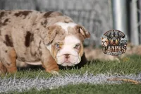Pearl, a female English Bulldog for sale in Colorado Springs, CO – Photo 3 of 10