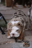 Pearl, a female English Bulldog for sale in Colorado Springs, CO – Photo 7 of 10