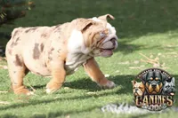 Pearl, a female English Bulldog for sale in Colorado Springs, CO – Photo 4 of 10