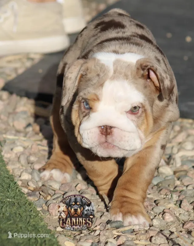 Pearl – English Bulldog puppy for sale in Colorado Springs, CO