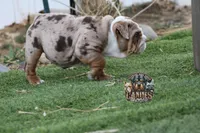 Pearl, a female English Bulldog for sale in Colorado Springs, CO – Photo 6 of 10