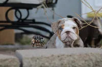 Pearl, a female English Bulldog for sale in Colorado Springs, CO – Photo 10 of 10
