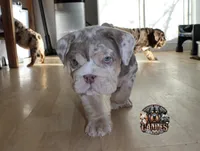 Bubbles , a female English Bulldog for sale in Colorado Springs, CO – Photo 4 of 10