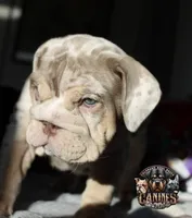 Bubbles , a female English Bulldog for sale in Colorado Springs, CO – Photo 5 of 10