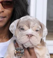 Bubbles , a female English Bulldog for sale in Colorado Springs, CO – Photo 6 of 10