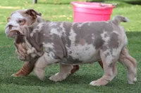 Bubbles , a female English Bulldog for sale in Colorado Springs, CO – Photo 9 of 10
