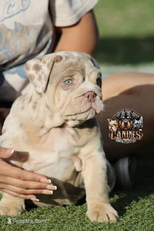 Bubbles  – English Bulldog puppy for sale in Colorado Springs, CO