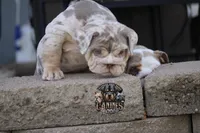 Bubbles , a female English Bulldog for sale in Colorado Springs, CO – Photo 8 of 10