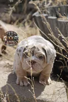 Bubbles , a female English Bulldog for sale in Colorado Springs, CO – Photo 3 of 10