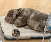Bubbles , a female English Bulldog for sale in Colorado Springs, CO – Photo 10 of 10