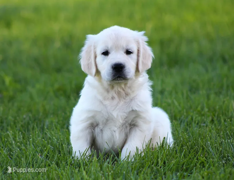 Katniss – English Cream Golden Retriever puppy for sale in Sugarcreek, OH