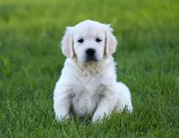 Katniss, a female English Cream Golden Retriever for sale in Sugarcreek, OH – 1 of 5