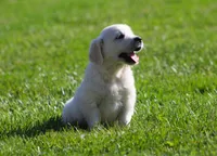 Lil Debbie , a female English Cream Golden Retriever for sale in Sugarcreek, OH – 5 of 6